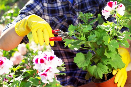 Hedge trimming in Seven Sisters for a neat and healthy garden