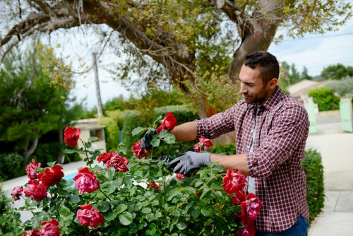 Garden maintenance in Seven Sisters with tidy lawn and shrubs